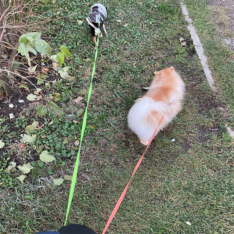 Retractable Dual Dog Leash for Small Dogs – No Tangle, LED Light, 360° Swivel